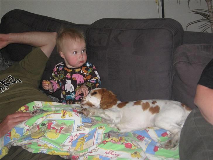 Cocker spaniel mathilde ( THILDE) - ligger og sover sammen med klara billede 7