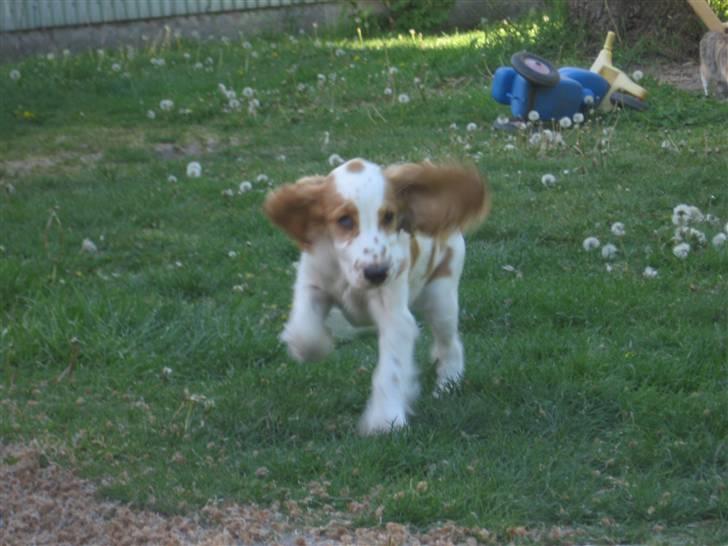 Cocker spaniel mathilde ( THILDE) - se mine lange øre billede 3
