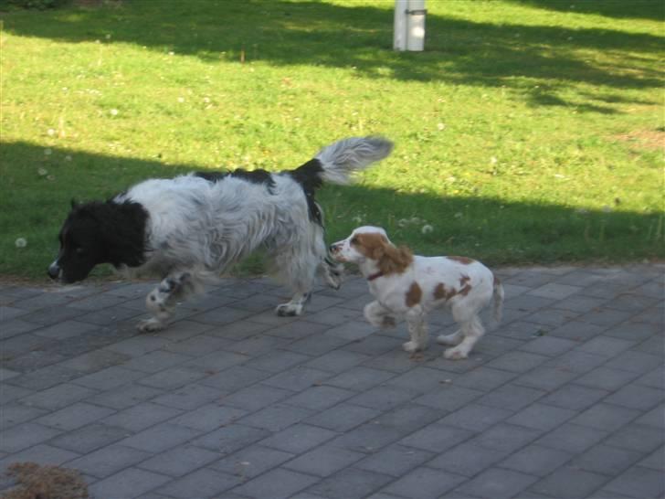 Cocker spaniel mathilde ( THILDE) - balou og mig igen  billede 11