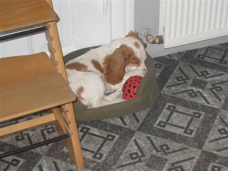 Cocker spaniel mathilde ( THILDE) - ligger i min kurv billede 12