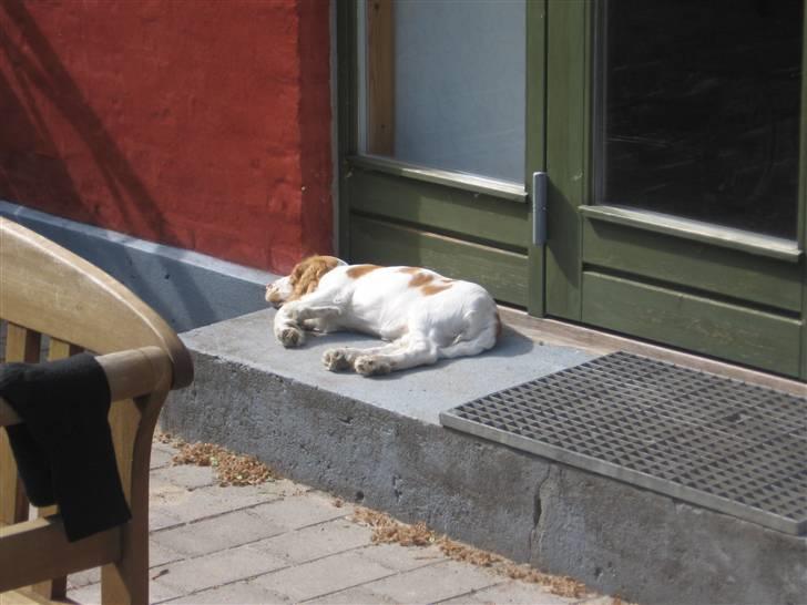 Cocker spaniel mathilde ( THILDE) - ligger lige og tager sol billede 13