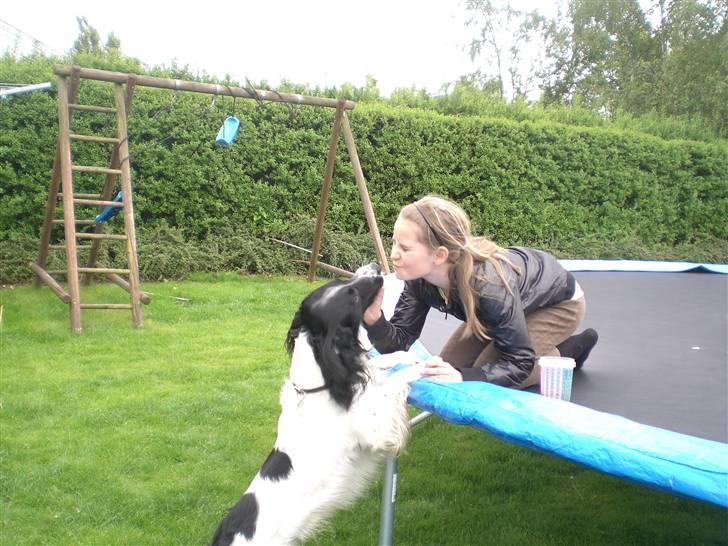 Engelsk springer spaniel Cato - Clara Siger:" M jeg få et mys" Cato siger:" JA." billede 8