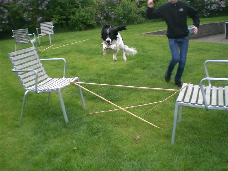 Engelsk springer spaniel Cato - Cato springer"LANGT" billede 9