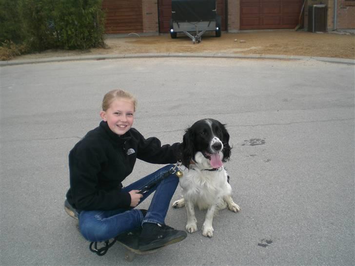 Engelsk springer spaniel Cato - Min bedste veninde & Hr. Cato billede 10