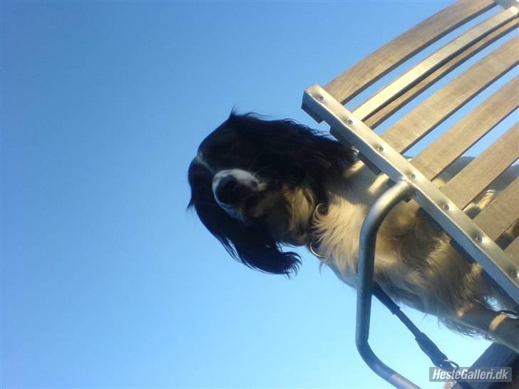 Engelsk springer spaniel Cato -  JA: læk læk lækker:P billede 11