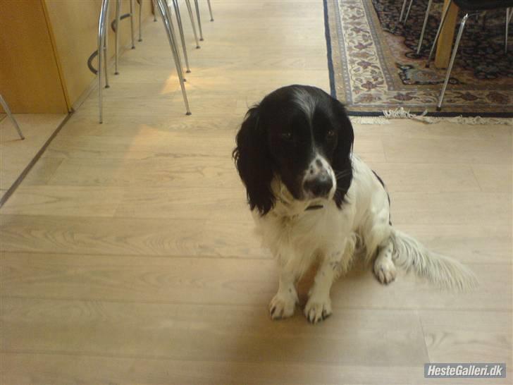 Engelsk springer spaniel Cato - Uartigie Cato:) Nuur billede 12