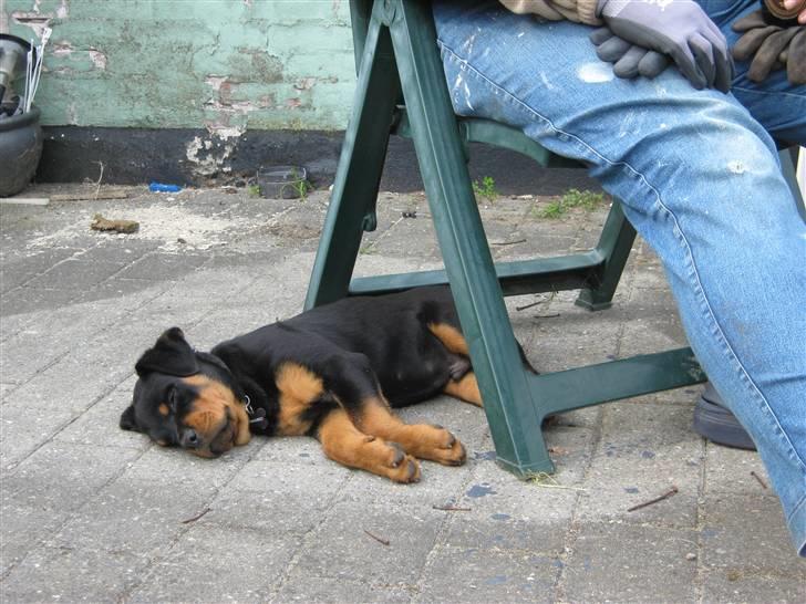 Rottweiler Rico<3 - Det hårt hjælp mor i have hele dagen....zzzzz billede 17