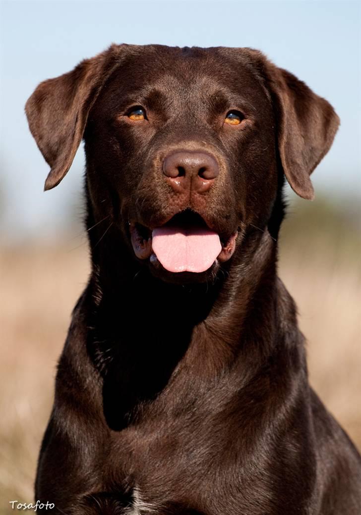 Labrador retriever Alba billede 14
