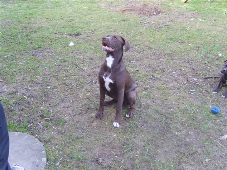 Blanding af racer Noma billede 14