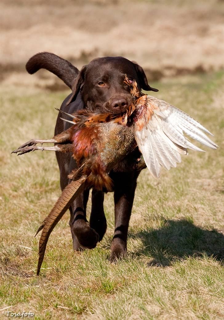 Labrador retriever Alba billede 15