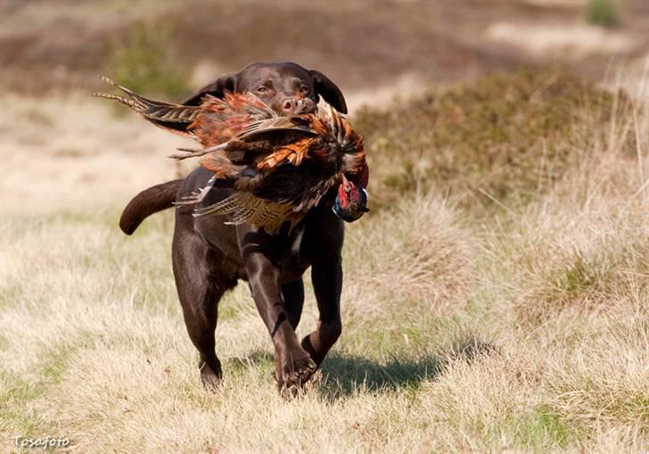 Labrador retriever Alba billede 16