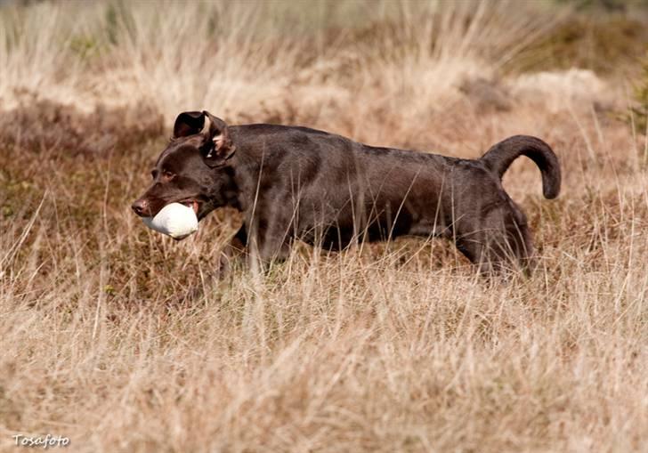 Labrador retriever Alba billede 17