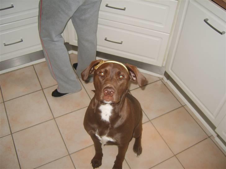 Blanding af racer Noma billede 15