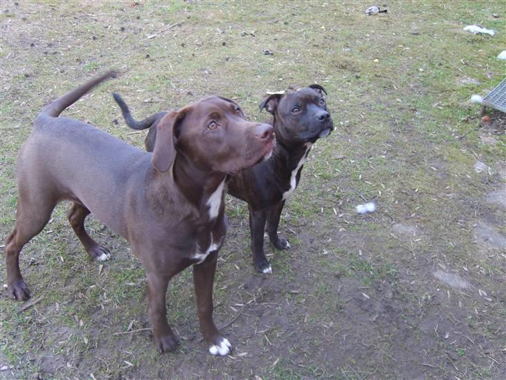 Blanding af racer Noma billede 16