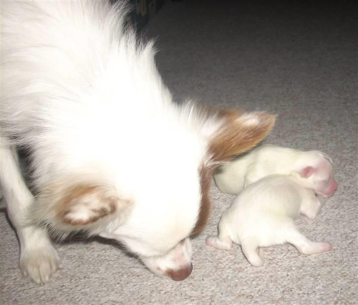 Blanding af racer Felix billede 7