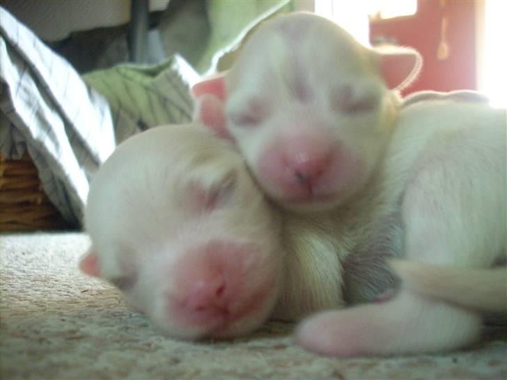 Blanding af racer Felix billede 8