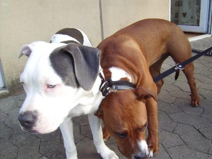 Amerikansk staffordshire terrier Rocky Solgt billede 14