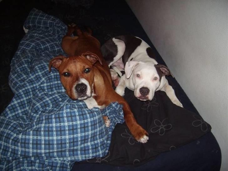 Amerikansk staffordshire terrier Rocky Solgt billede 15