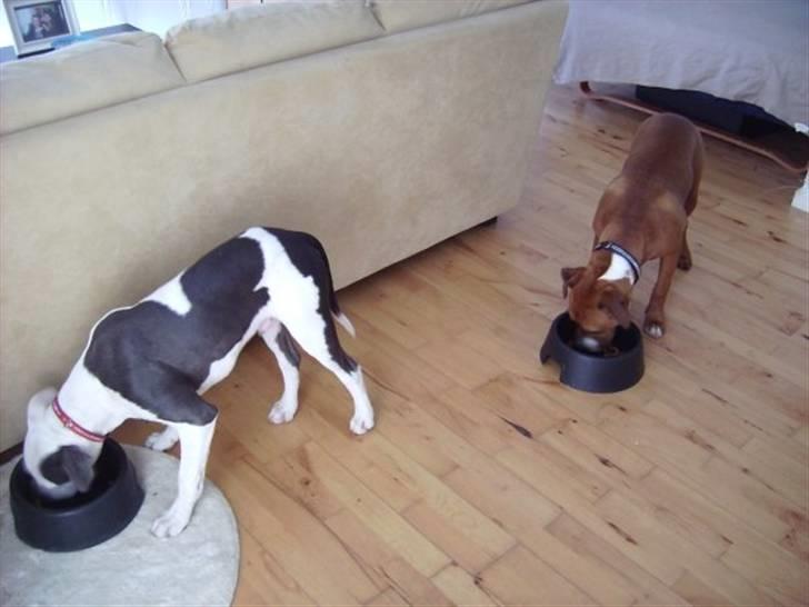 Amerikansk staffordshire terrier Rocky Solgt billede 16