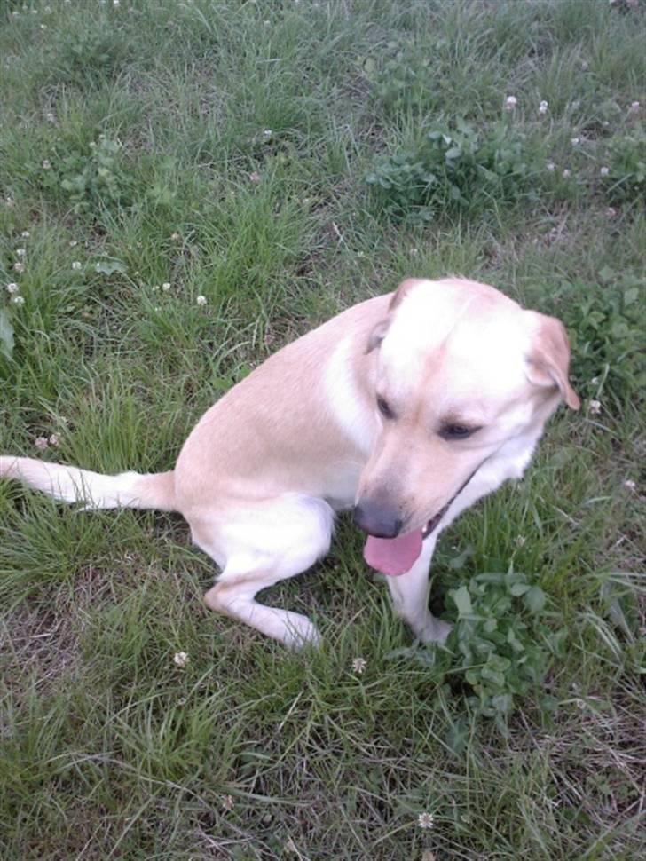 Blanding af racer Rocky billede 12