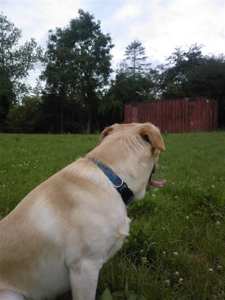 Blanding af racer Rocky billede 13