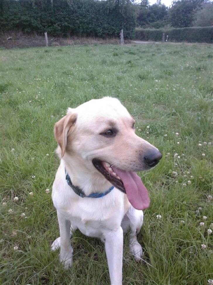 Blanding af racer Rocky billede 14