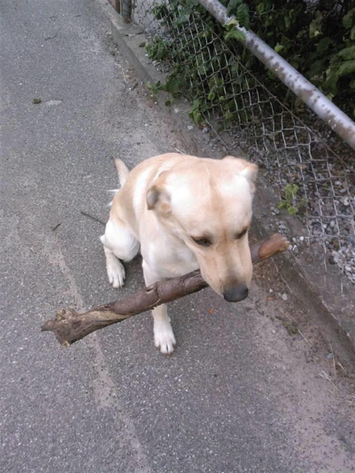 Blanding af racer Rocky billede 15