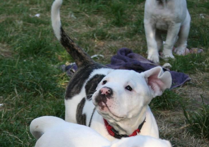 Amerikansk bulldog BAB´s Shiva (solgt) billede 1