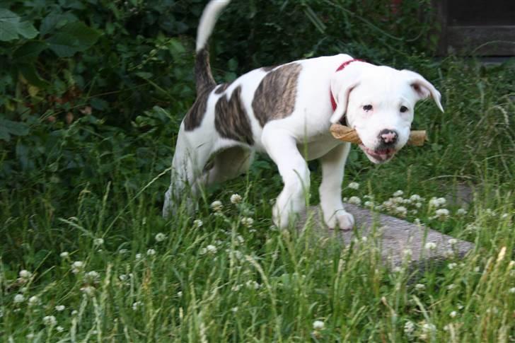 Amerikansk bulldog BAB´s Shiva (solgt) billede 2