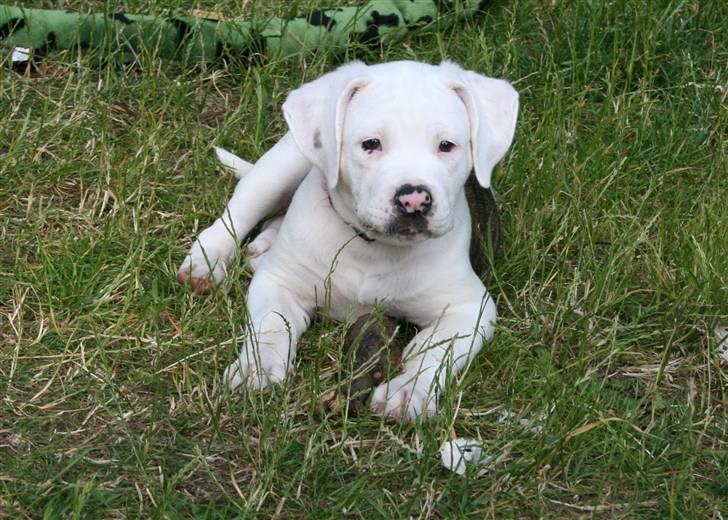 Amerikansk bulldog BAB´s Shiva (solgt) billede 4