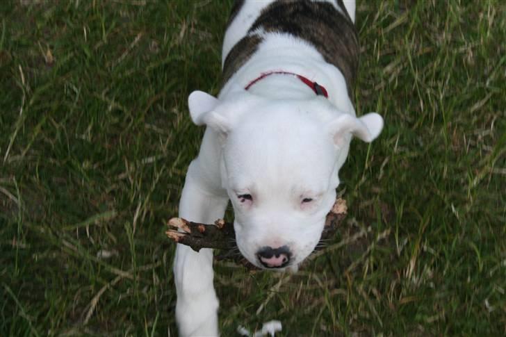 Amerikansk bulldog BAB´s Shiva (solgt) billede 5