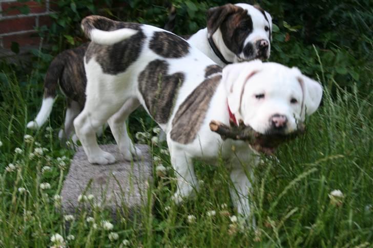 Amerikansk bulldog BAB´s Shiva (solgt) billede 6