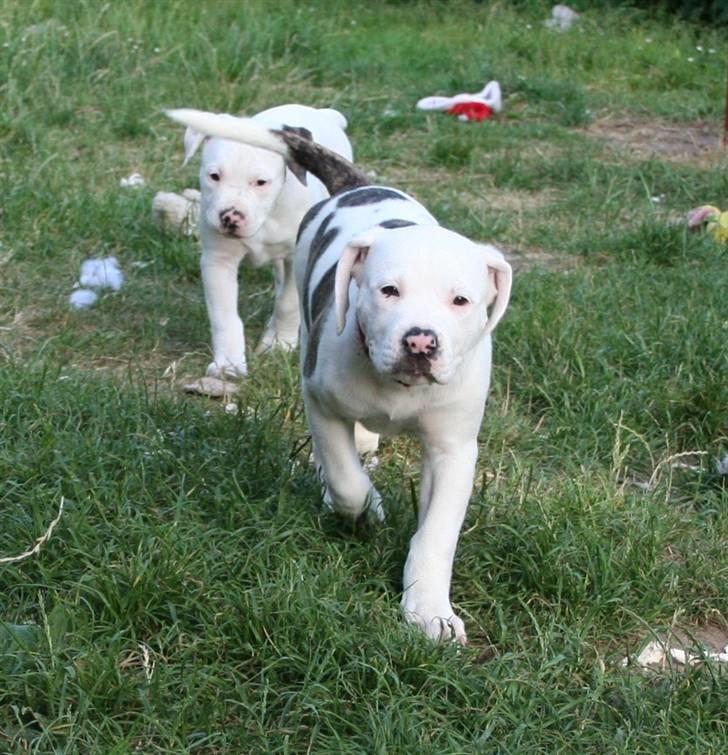 Amerikansk bulldog BAB´s Shiva (solgt) billede 7