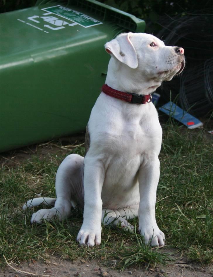 Amerikansk bulldog BAB´s Shiva (solgt) billede 8