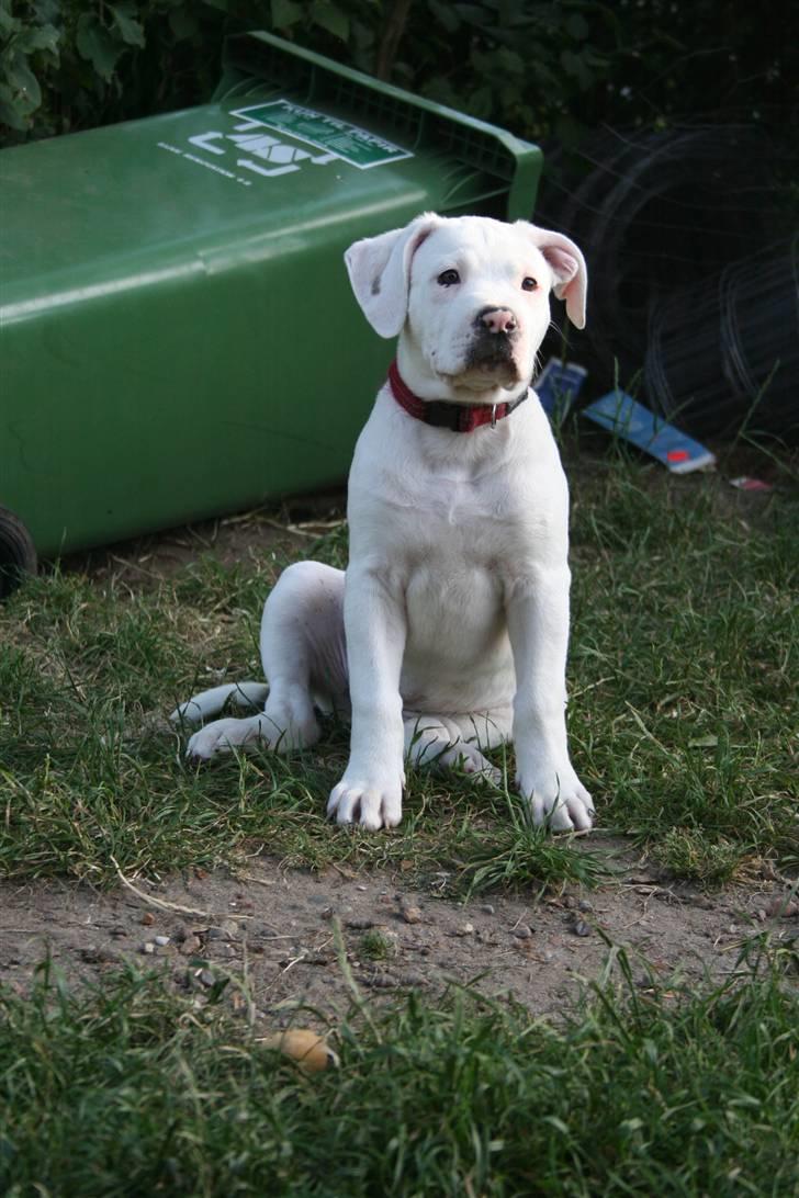 Amerikansk bulldog BAB´s Shiva (solgt) billede 9