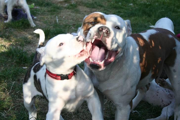 Amerikansk bulldog BAB´s Shiva (solgt) billede 10