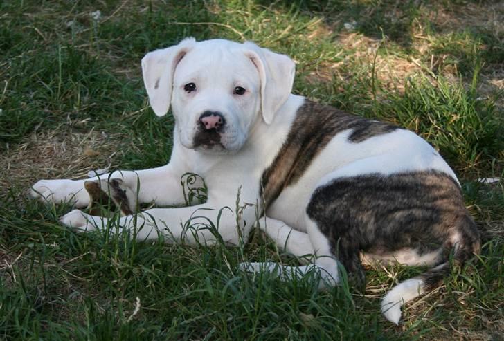 Amerikansk bulldog BAB´s Shiva (solgt) billede 11