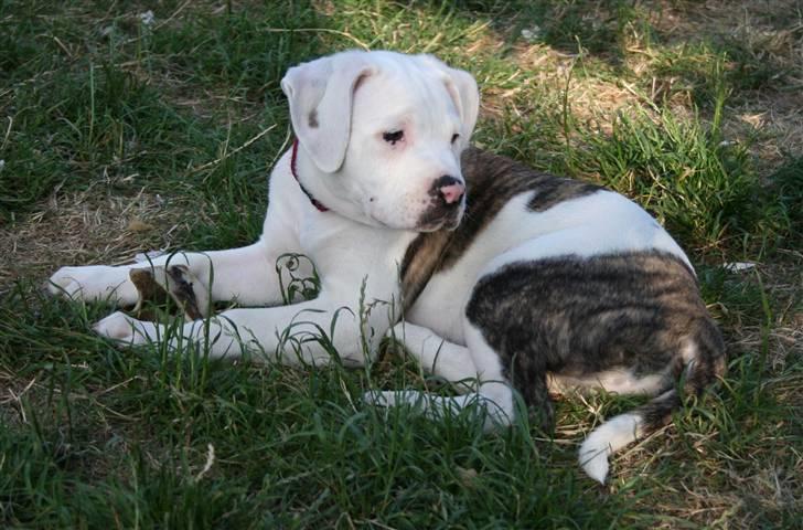 Amerikansk bulldog BAB´s Shiva (solgt) billede 12
