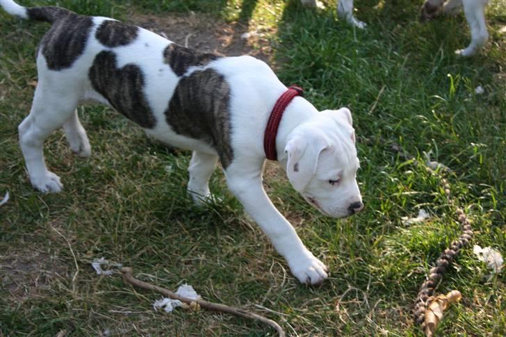 Amerikansk bulldog BAB´s Shiva (solgt) billede 13