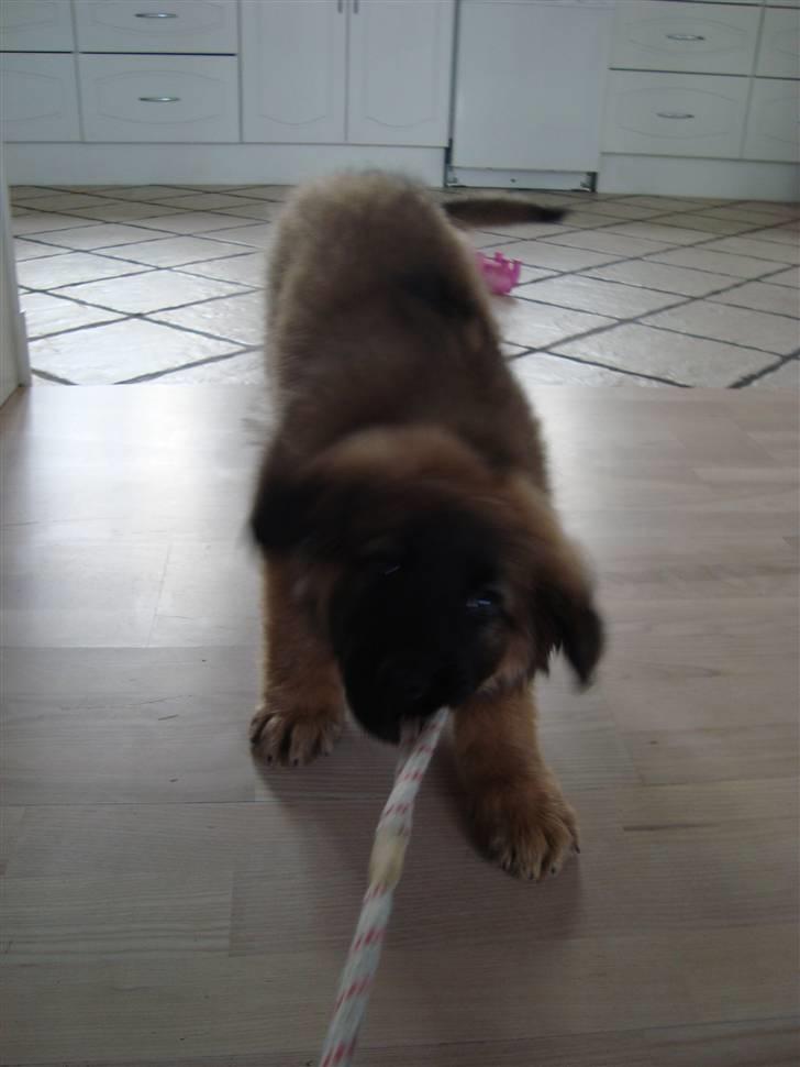 Blanding af racer Rico billede 2