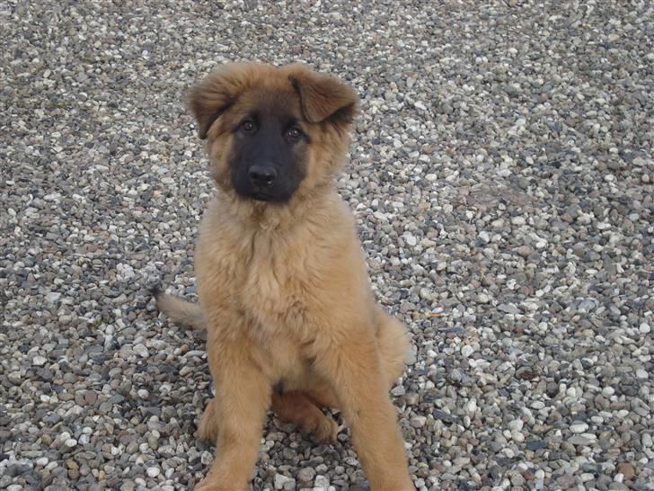 Blanding af racer Rico billede 3