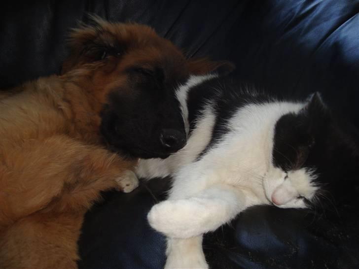 Blanding af racer Rico billede 4