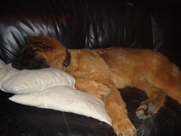 Blanding af racer Rico billede 5