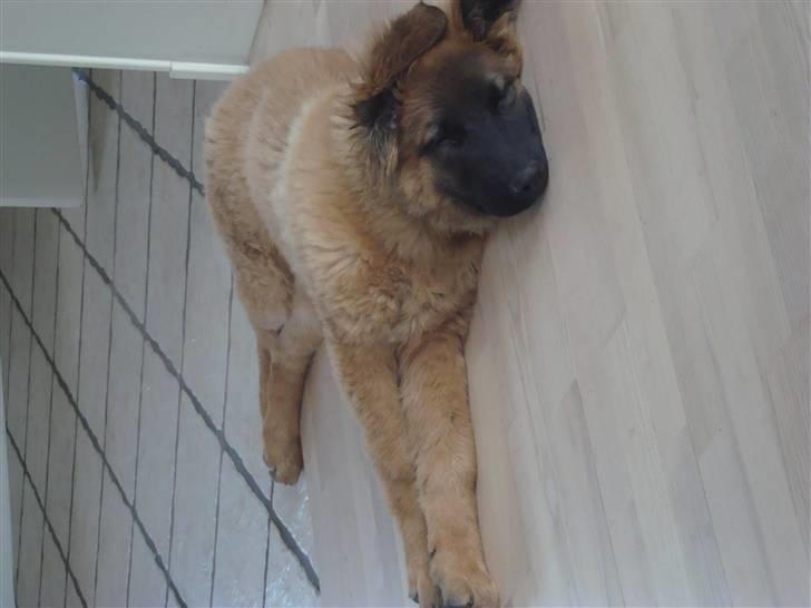 Blanding af racer Rico billede 6