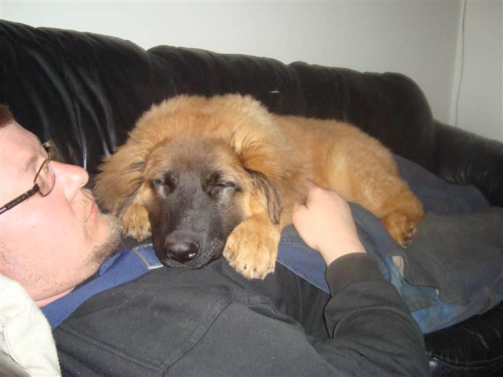 Blanding af racer Rico billede 7