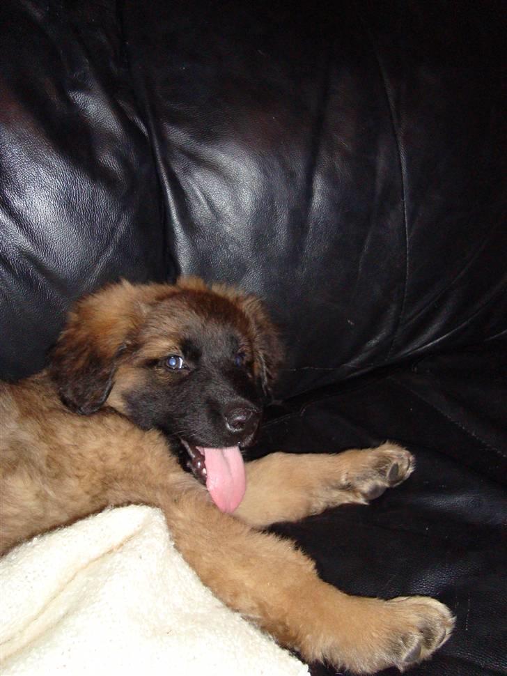 Blanding af racer Rico billede 8