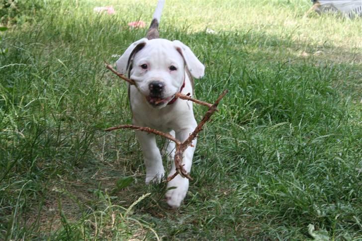 Amerikansk bulldog BAB´s Little queen R.I.P min tøs billede 1