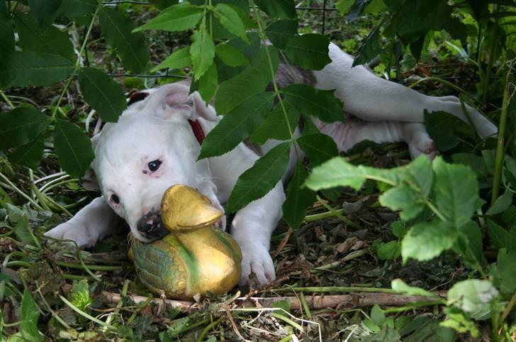Amerikansk bulldog BAB´s Little queen R.I.P min tøs billede 2
