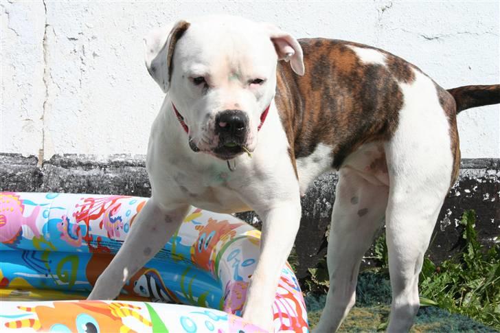 Amerikansk bulldog BAB´s Little queen R.I.P min tøs billede 3