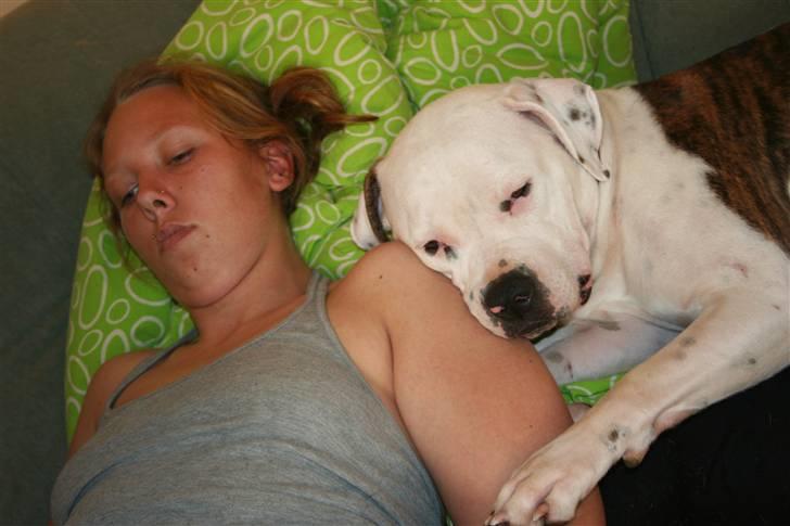 Amerikansk bulldog BAB´s Little queen R.I.P min tøs billede 4